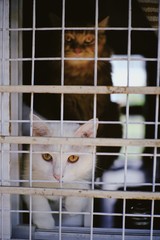 cat in cage
