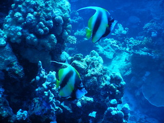 Fototapeta na wymiar Red sea diving