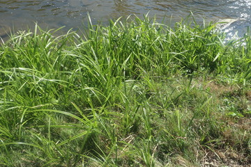 Fototapeta premium The grass
