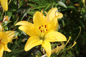 Fototapeta na wymiar Yellow Lily In Bloom, U of A Botanic Gardens, Devon, Alberta