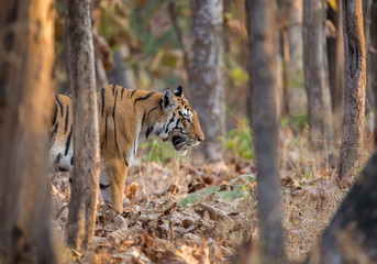 Fototapeta na wymiar Tigress walking throgh the trees at Pench National Park,Madhya Pradesh,India,Asia