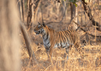 Fototapeta na wymiar Alert tigress at Pench National Park,Madhya Pradesh,India,Asia