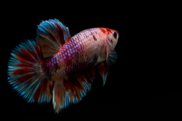 Siamese fighting fish isolated on black background, fighting fish (candy nemo)