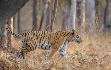 Obraz na płótnie Canvas Tigress walking through trees at Pench National Park,Madhya Pradesh,India,Asia