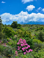 Flora of active stratovolcano Mount Etna on east coast of island Sicily, Italy
