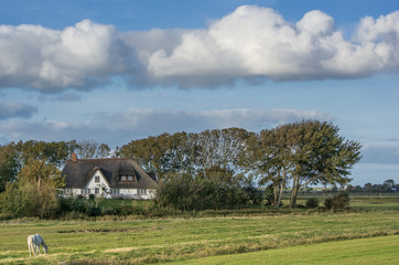 Fototapeta na wymiar Landschaft auf der Halbinsel Eiderstedt bei Westerhever,Nordsee,Nordfriesland,Schleswig-Holstein,Deutschland