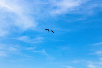 seagull in the sky