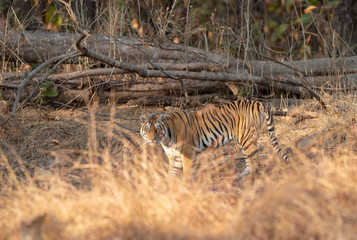 Fototapeta na wymiar Tigress goiung to a waterhole at Pench National Park,Madhya Pradesh,India,Asia