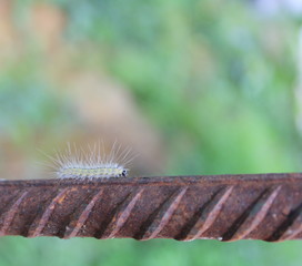 Гусеница.