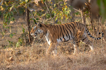 Fototapeta na wymiar Tigres in the morning light at Pench National Park,Madhya Pradesh,India,Asia