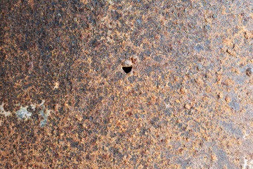 ants on the ground