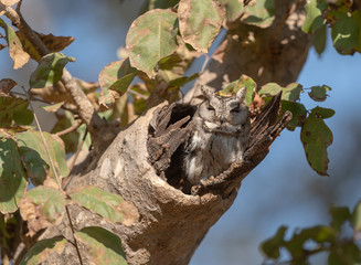 Collared Scopes Owl  at Pench National Park,Madhya Pradesh,India,Asia