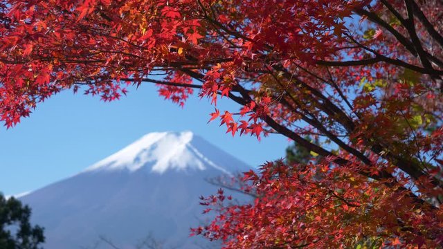 Mt. Fuji over Red Maple Leaves in Autumn (Rack Focusing)