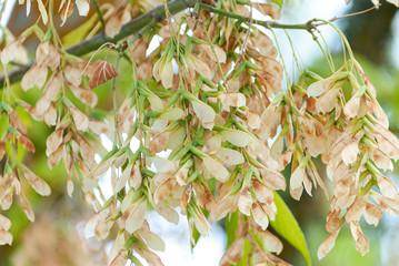 Ash seeds in winter. Fraxinus excelsior