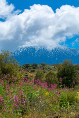 Flora of active stratovolcano Mount Etna on east coast of island Sicily, Italy