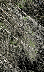 dead tree branches of pine