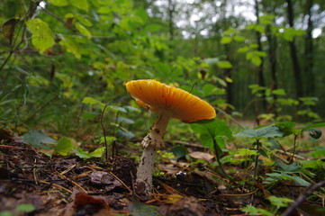 Pilz mit Lamellen