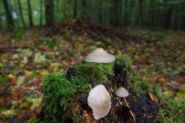 Pilze im Wald an Stubben