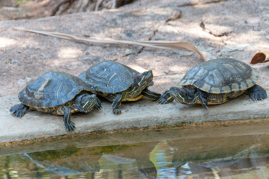 A close up view of three terrapin turtles sitting next to the cool water on a summers day