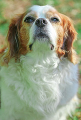 Fototapeta premium Portrait of a King Charles Spaniel 