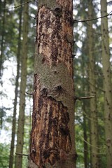 Borkenkäferbefall an einer Fichte
