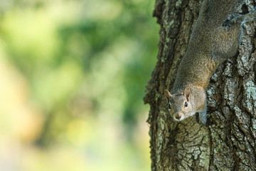 squirrel on a tree