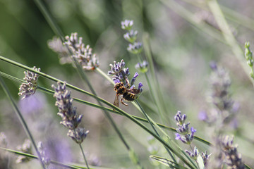 Vespa con lavanda