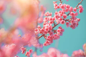 Rolgordijnen Soft pastel style with Pink Cherry blossom flower on blue mint color Background   © sakepaint