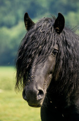 Cheval, race Poney Merens