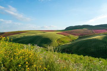 Landscape with red blossom of honey flowers sulla on pastures and  green wheat fields on hills of Sicily island, agriculture in Italy