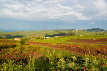 Fototapeta premium Landscape with colorful blossoming pastures and fields, honey flowers sulla from Sicily, agriculture in Italy