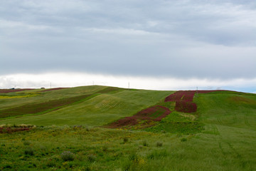 Landscape with pastures and wheat fields, Sicily, agriculture in Italy