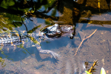 Alligator in the Water of Florida