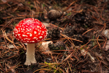 Muchomor czerwony 