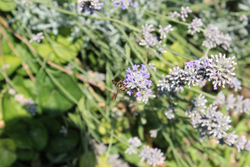 Vespa impollina la lavanda