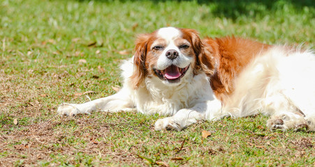 Smiling Happy Cavalier King Charles Spaniel 