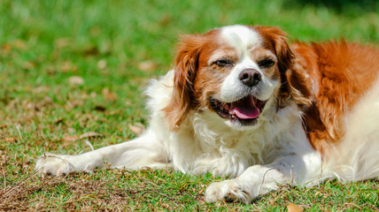 Smiling Happy Cavalier King Charles Spaniel 
