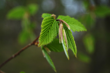 Junge Blätter und Triebe von einer Buche, einem Buchenbaum