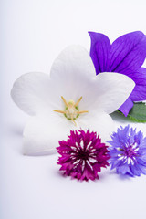 White and purple bell flowers and cornflowers close up, isolated on white background