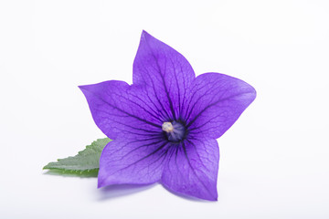 Purple bell flower close up, isolated on white background