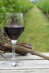 Tasting of red wine on Dutch vineyard in North Brabant