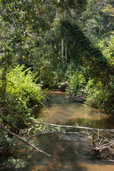 forêt primaire tropicale, riviere, Parc National Andasibé Mantadia, Madagascar