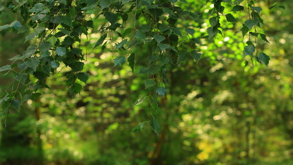 Fototapeta na wymiar Birch tree autumn forest nature background