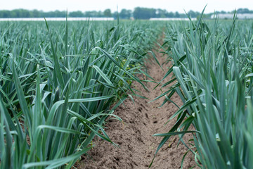 farm field with growing green leek onion plants