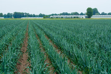Obraz premium farm field with growing green leek onion plants