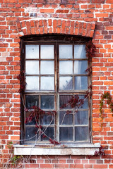 Red brick wall and old window. Red scarlet on the window.