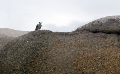 Beautiful bird on a rock