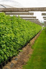 Fototapeta na wymiar Plantatnion of green raspeberry plants in half opened greenhouse