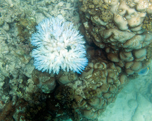 Naklejka na ściany i meble white and endangered corals