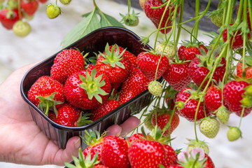 Harvest of fresh tasty ripe red strawberries growing on strawberry farm